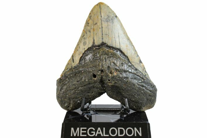 Fossil Megalodon Tooth - North Carolina #158196